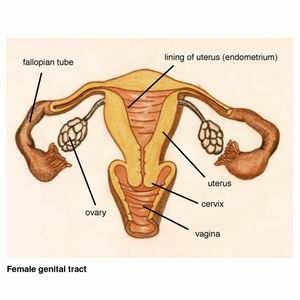 From where does blood in your stool emanate?